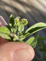 Euploca procumbens
