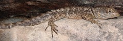 Tropidurus