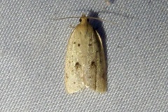 Clepsis anderslaneyii