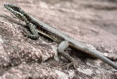 Tropidurus semitaeniatus