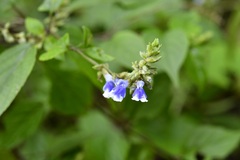 Salvia connivens