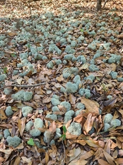 Cladonia evansii