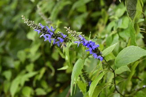 Salvia connivens, photograph 6