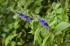 Salvia connivens