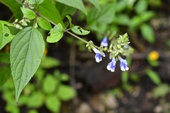 Salvia connivens