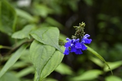Salvia connivens