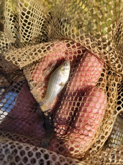 Poecilia latipinna