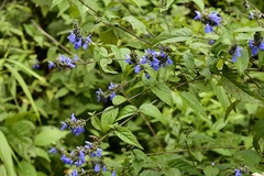 Salvia connivens