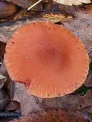 Laccaria proxima