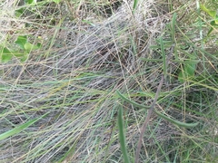 Eupatorium leucolepis