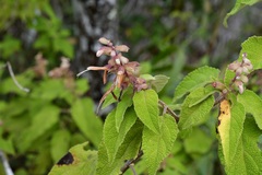 Salvia lasiantha