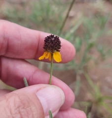 Ratibida columnifera