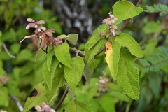 Salvia lasiantha