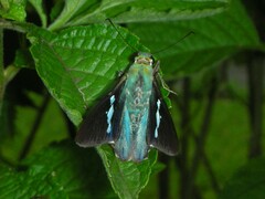 Astraptes fulgerator