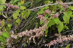 Salvia lasiantha