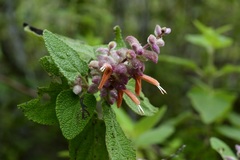 Salvia lasiantha
