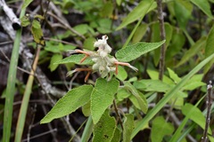 Salvia lasiantha