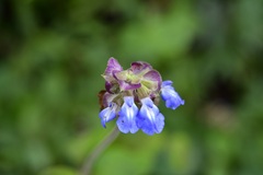 Salvia mocinoi