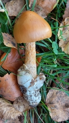 Amanita crocea
