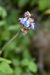 Salvia mocinoi