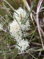 Hakea microcarpa