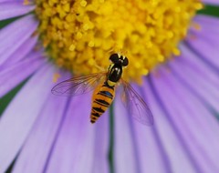 Sphaerophoria menthastri