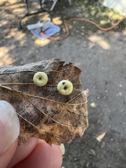 Pachypsylla celtidismamma