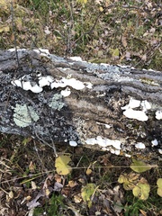 Rigidoporus populinus