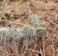 Opuntia tortispina