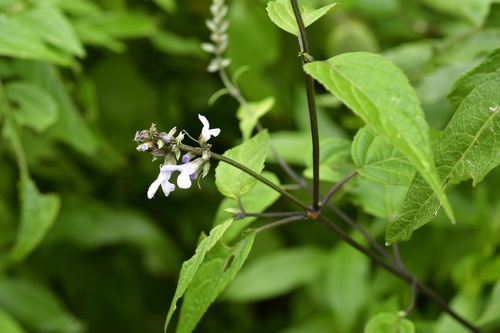 Salvia connivens, photograph 4