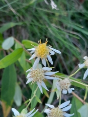 Doellingeria umbellata