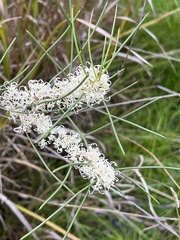 Hakea microcarpa