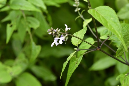 Salvia connivens, photograph 5