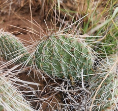 Opuntia tortispina