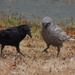 Cuervos, Urracas, Charas, Arrendajos Y Cascanueces - Photo (c) Justin Flint, algunos derechos reservados (CC BY), subido por Justin Flint