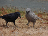 Crows, Jays, and Magpies - Photo (c) Justin, some rights reserved (CC BY), uploaded by Justin