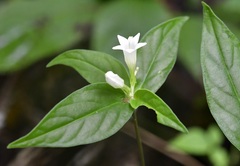 Spigelia humboldtiana