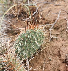 Opuntia tortispina