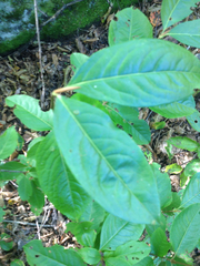 Viburnum cassinoides image