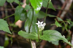 Spigelia humboldtiana