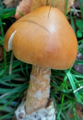 Amanita crocea