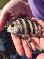 Archosargus probatocephalus