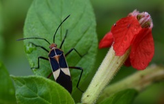 Hypselonotus interruptus