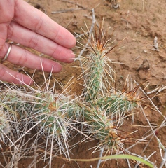 Opuntia tortispina