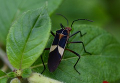 Hypselonotus interruptus