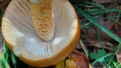 Amanita crocea