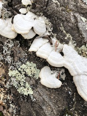Rigidoporus populinus