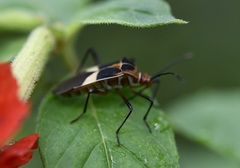 Hypselonotus interruptus