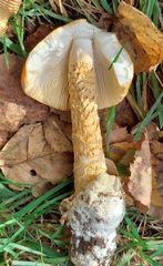 Amanita crocea