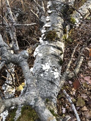 Rigidoporus populinus